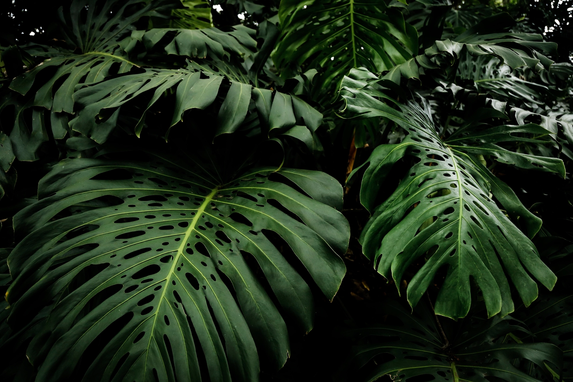 https://gartenhorvath.hu/wp-content/uploads/2025/06/8.webp